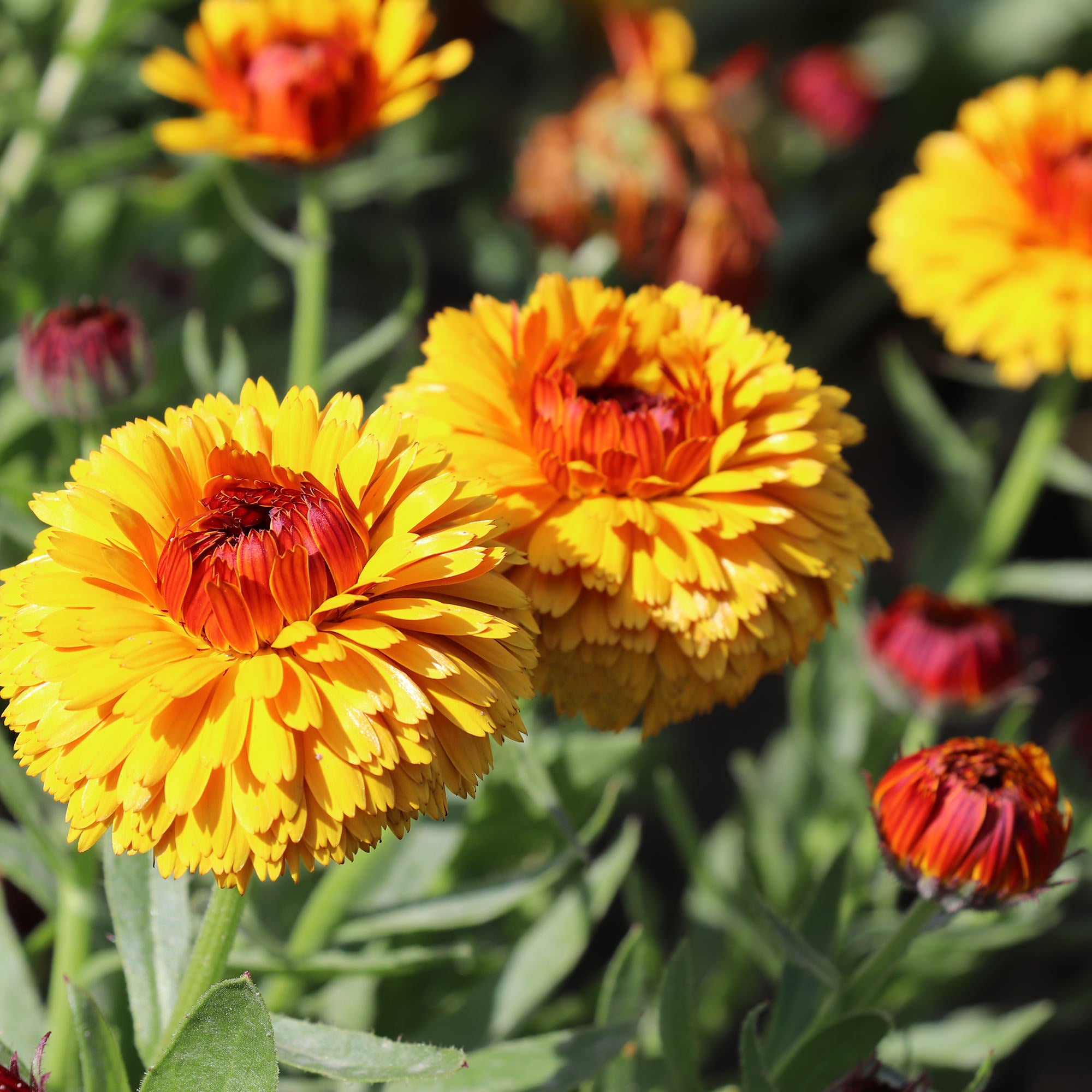 Calendula officinalis Bull's Eye | Fontana Seeds