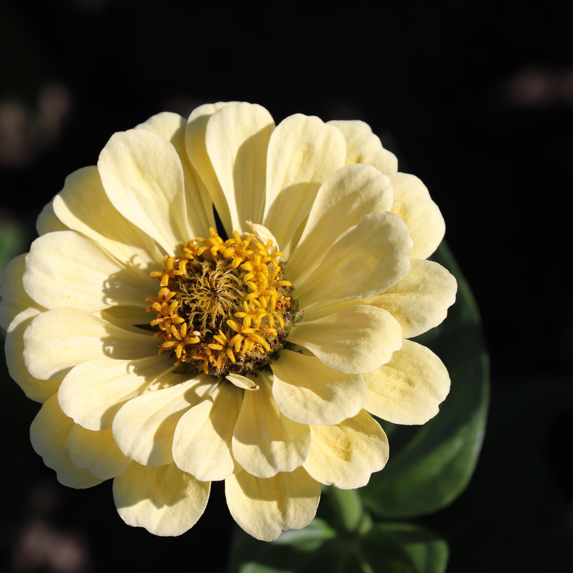Zinnia Elegans Dahlia-Flowered Isabellina | Creamy Yellow Zinnias ...
