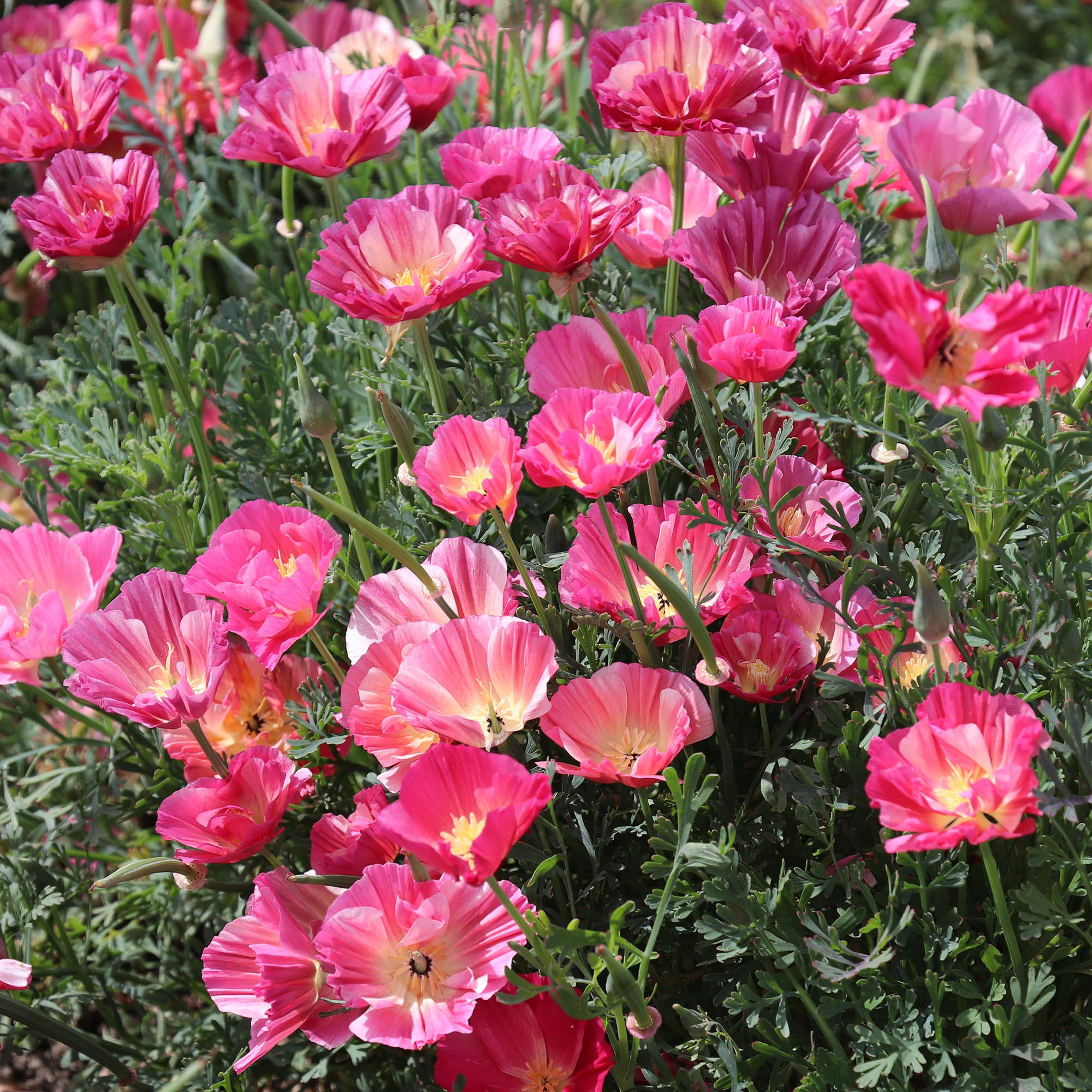 California Poppy Seeds Rose Chiffon | Fontana Seeds