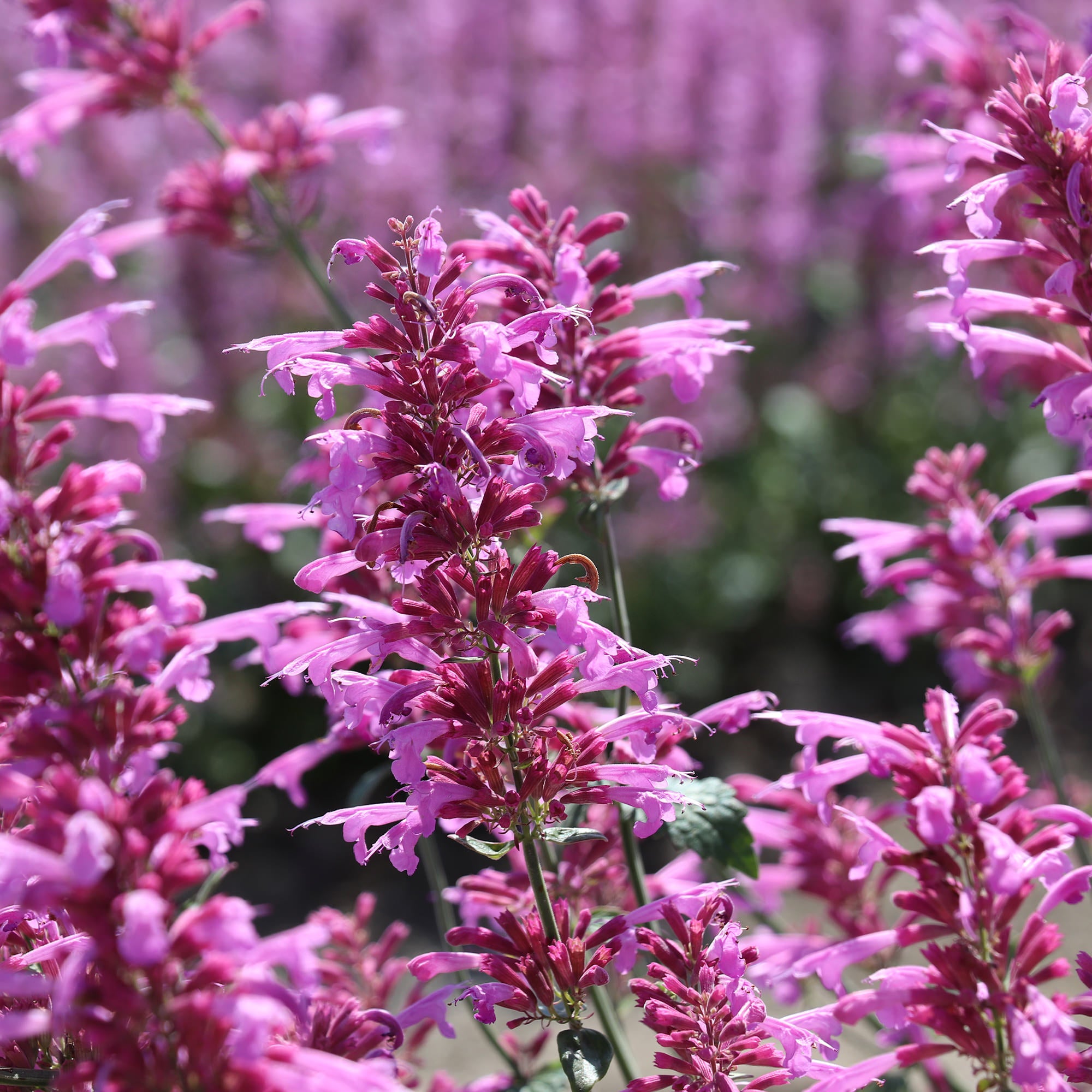 Agastache Heather Queen | Fontana Seeds