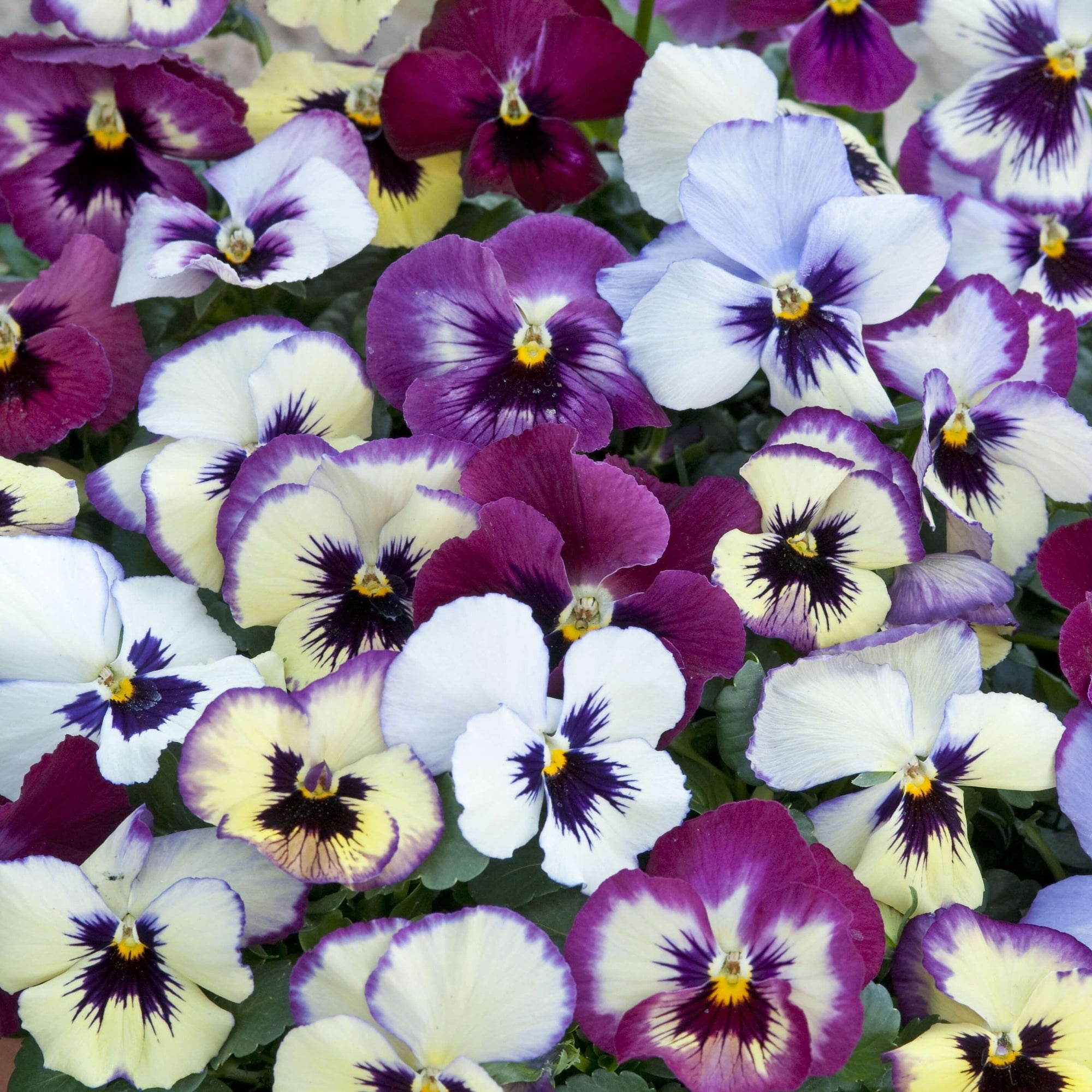 Viola cornuta pansies, 'Floral Days Raspberry' - Fontana Seeds