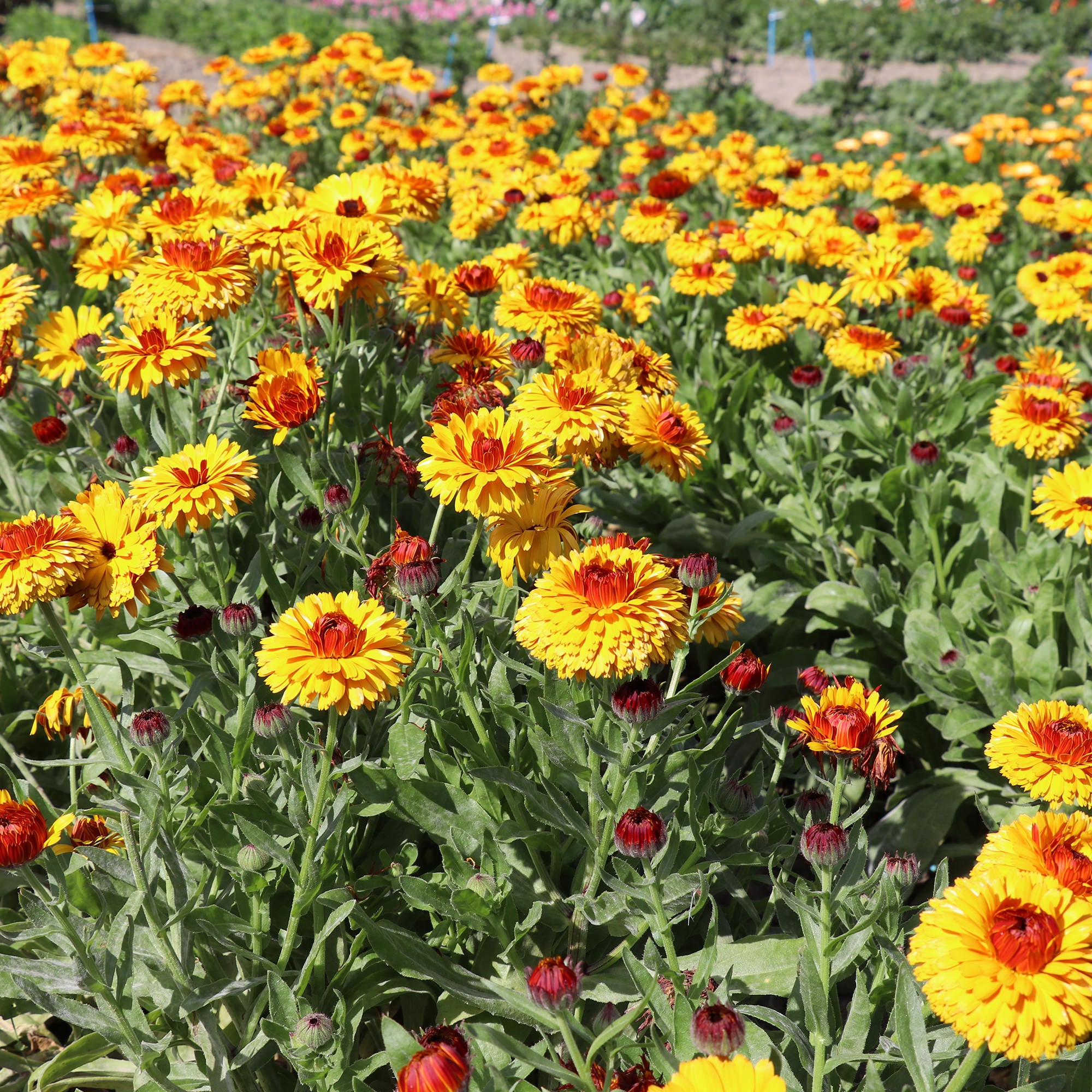 Calendula officinalis Bull's Eye | Fontana Seeds