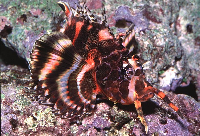 Fu Manchu Lionfish The Coral Crib