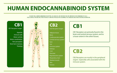 Human Endocannabinoid System ECS - Health in Harmony