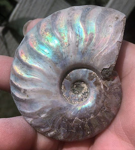 Ammonite Old Mollusk Jurassic Genuine Fossil – rocksolidfossils