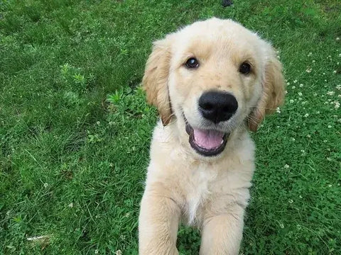 Cute Labrador on Grass