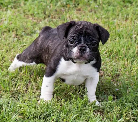 dog sitting on grass