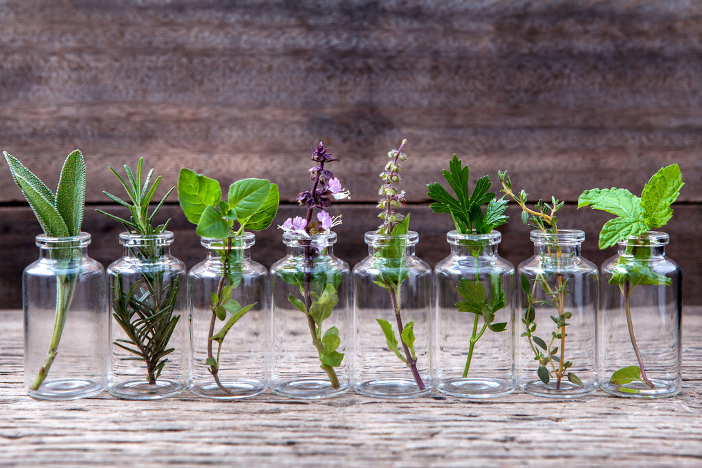 8 clear glass bottles in a line with essential oil plants inside