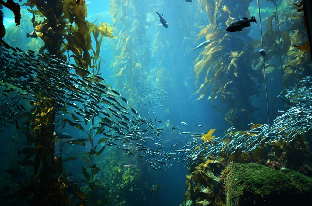 seaweed habitat