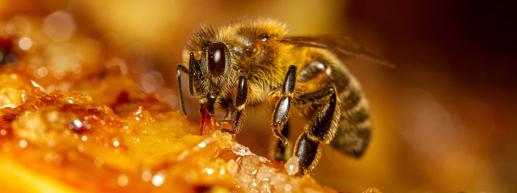Honeybee collecting honey from honeycomb in a hive