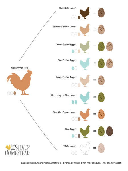 Phat Bottom Girls -  Hatching-Eggs-Rare-Breed-NPIP-B-E-Farm-/333861096706?_trksid=p2349624.m46890.l49292  This farms breed stock is amazing. my Ariel came from here!