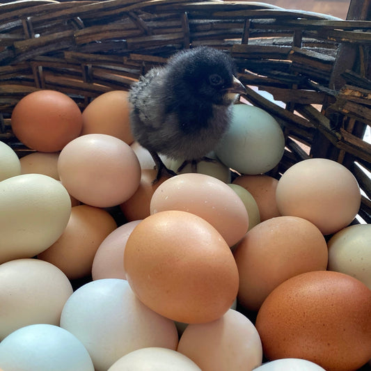 Hatching Egg Info – Sarah's Cut Flowers