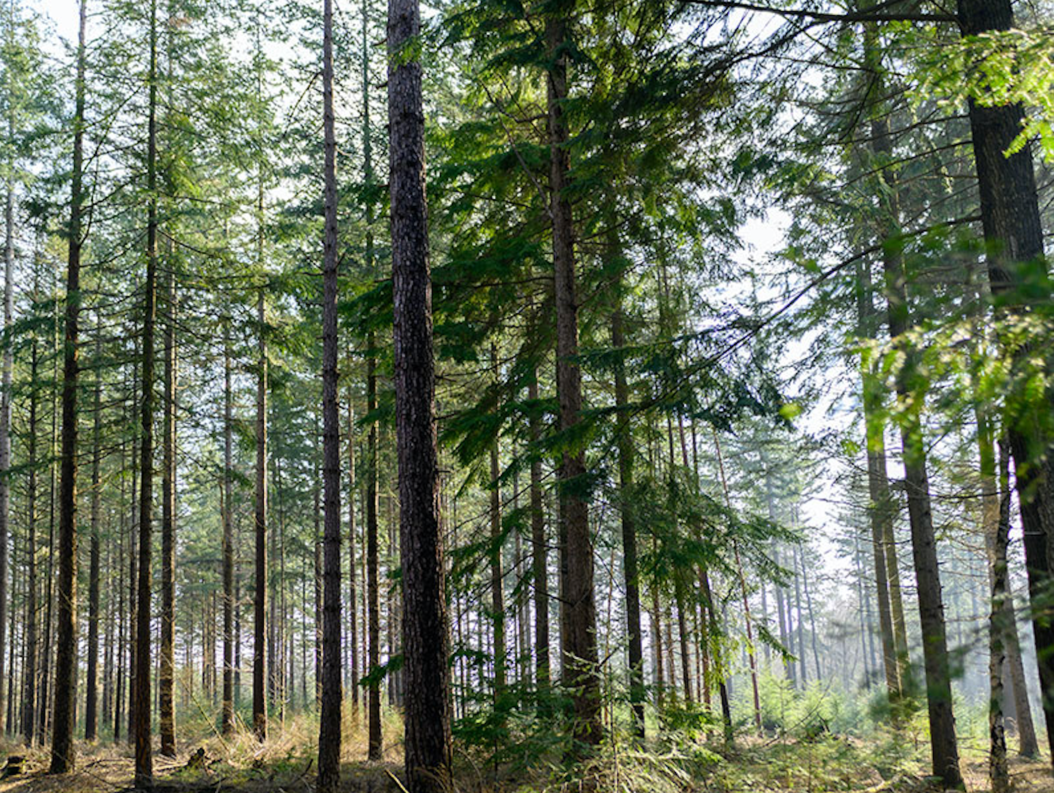 storksak | green monday | the woodland trust charity