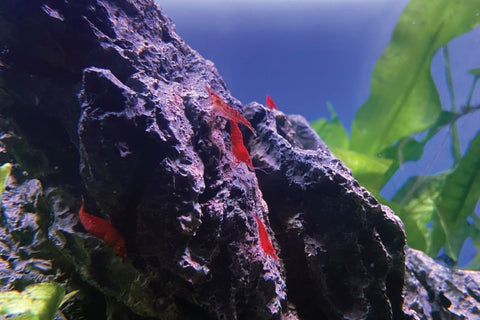 Black/red Rocks, Aquarium Rocks, Reptile Tank, Shrimp Tanks