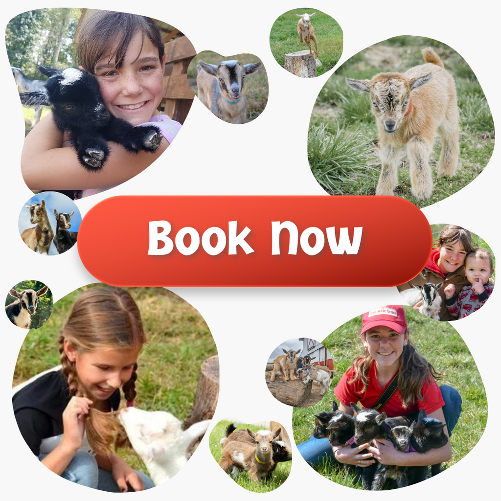 book-your-baby-goat-experience-now