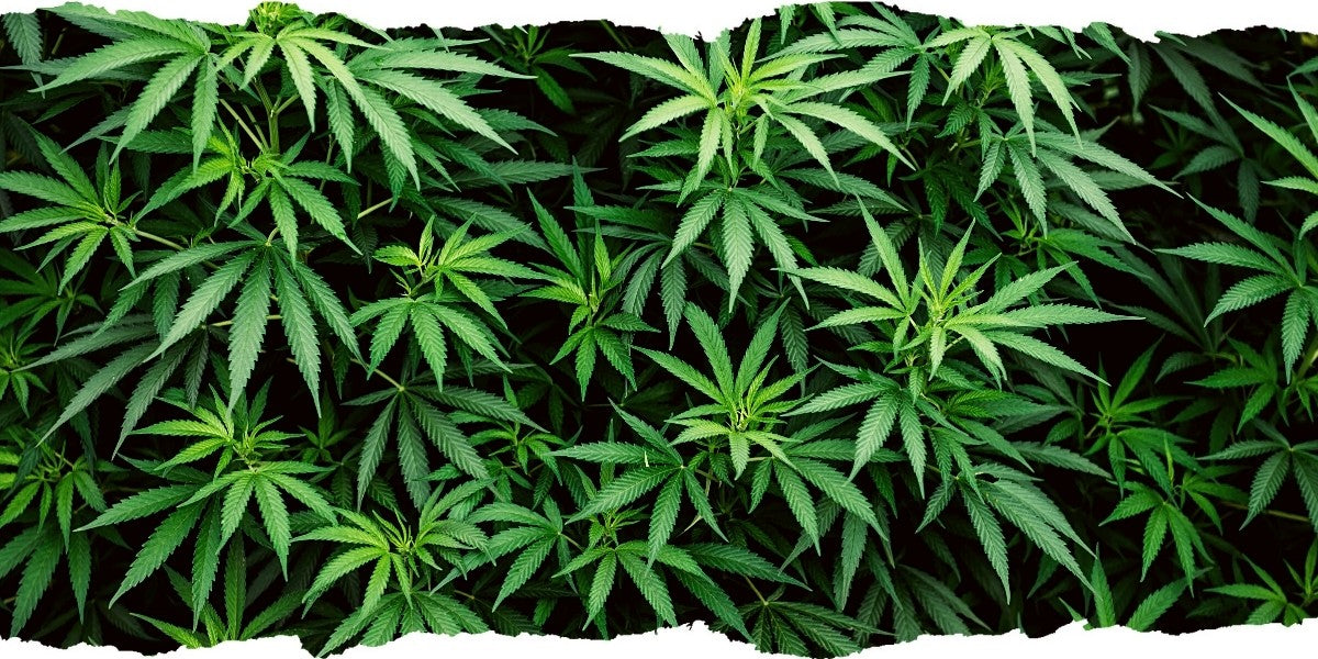 Bokashi Organic Cannabis Fertilizer