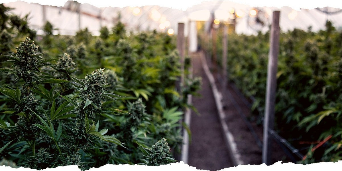 Bokashi Organic Fertilizer for Commercial Cannabis
