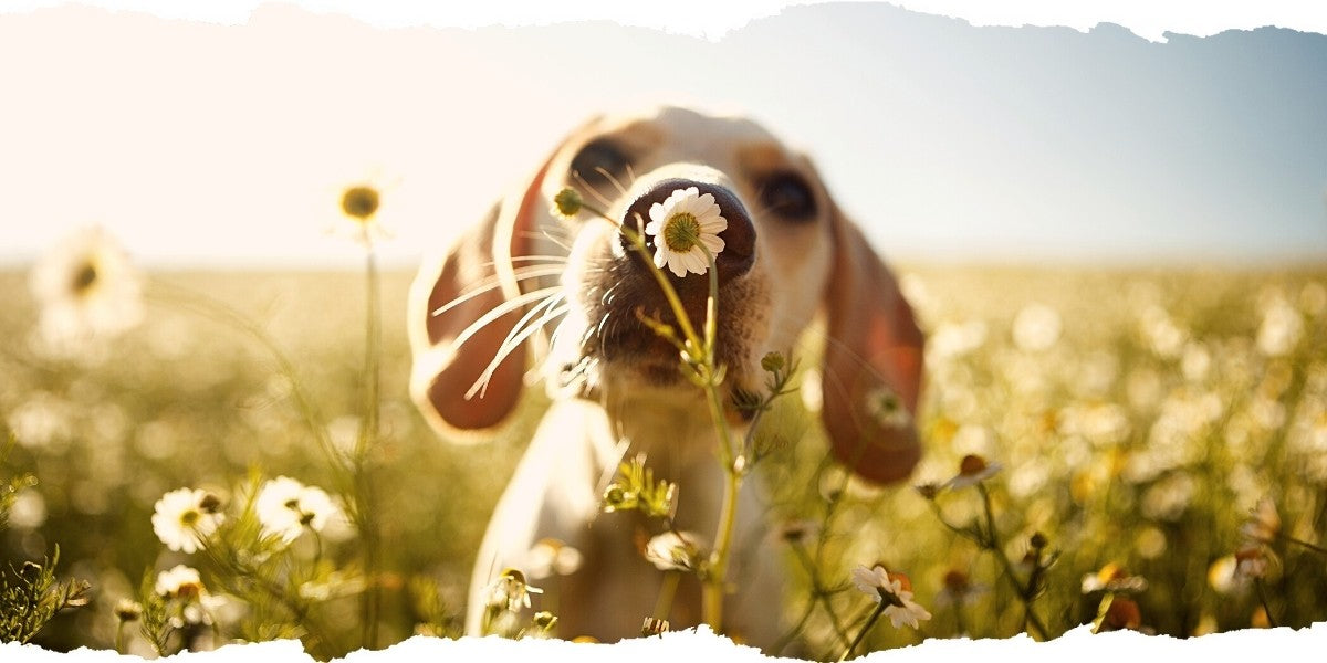 Compost Dog Poop Using Bokashi