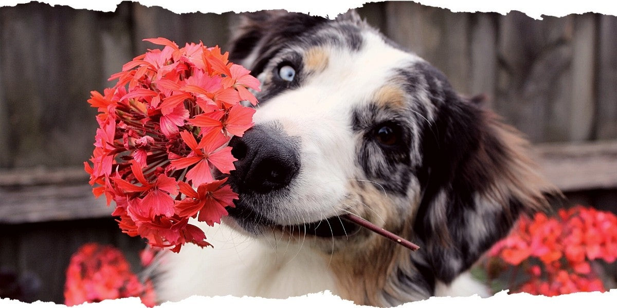 Happy Dog with Flower