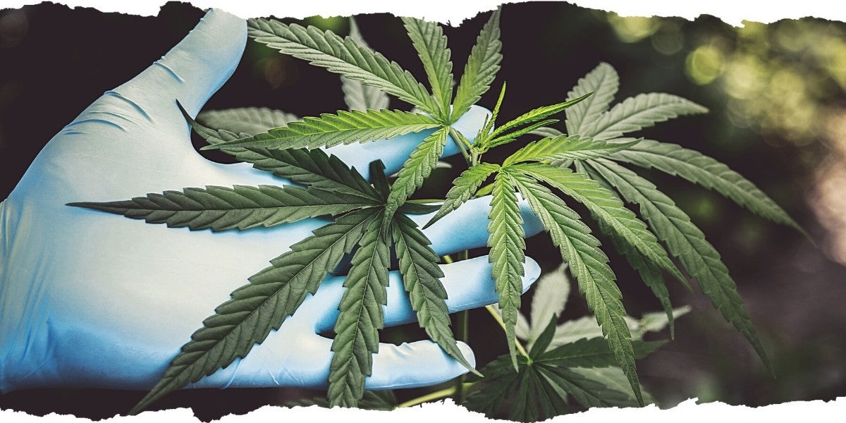 How to Fertilize Cannabis Plants with Bokashi