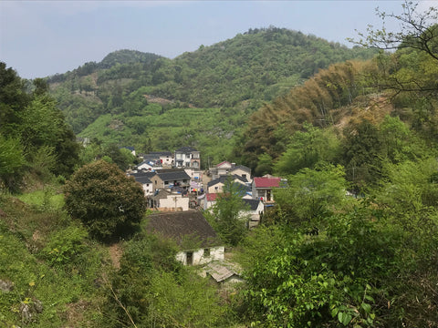 Chajia village producing Taiping Hou Kui
