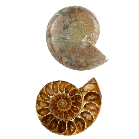 Ammonite properties and meaning