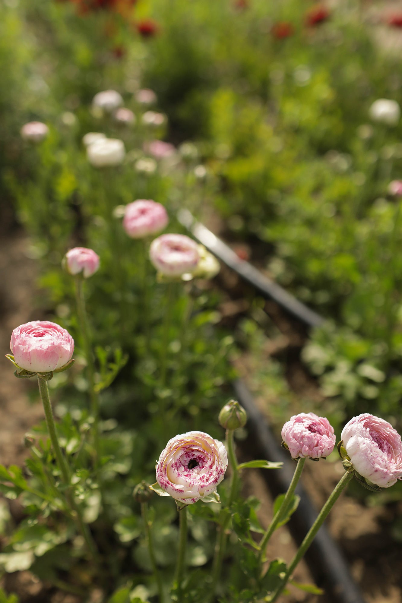 Ranunculus White Picotee - Whistling Prairie Flowers