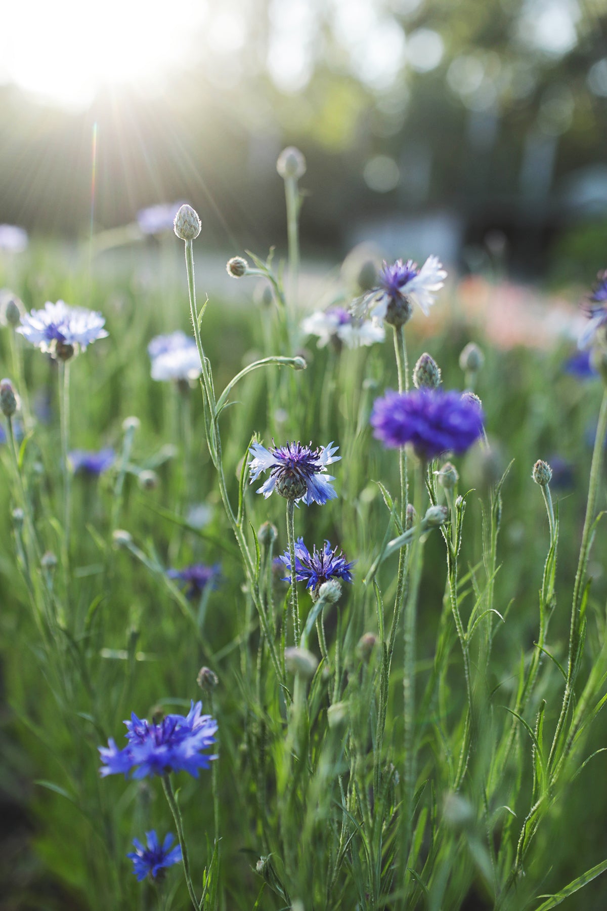 Bachelor's Buttons Classic Fantastic - Whistling Prairie Flowers