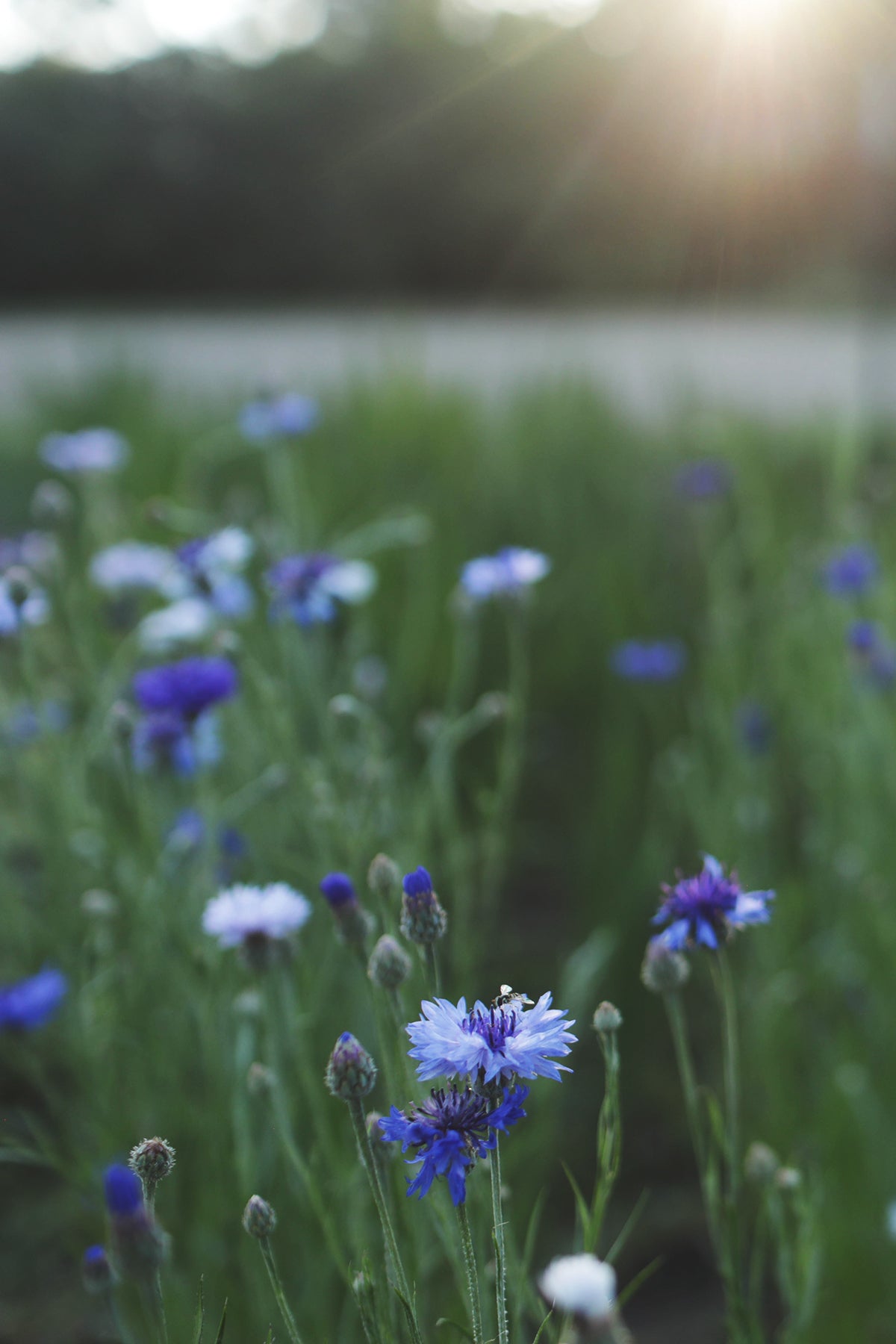 Bachelor's Buttons Classic Fantastic - Whistling Prairie Flowers