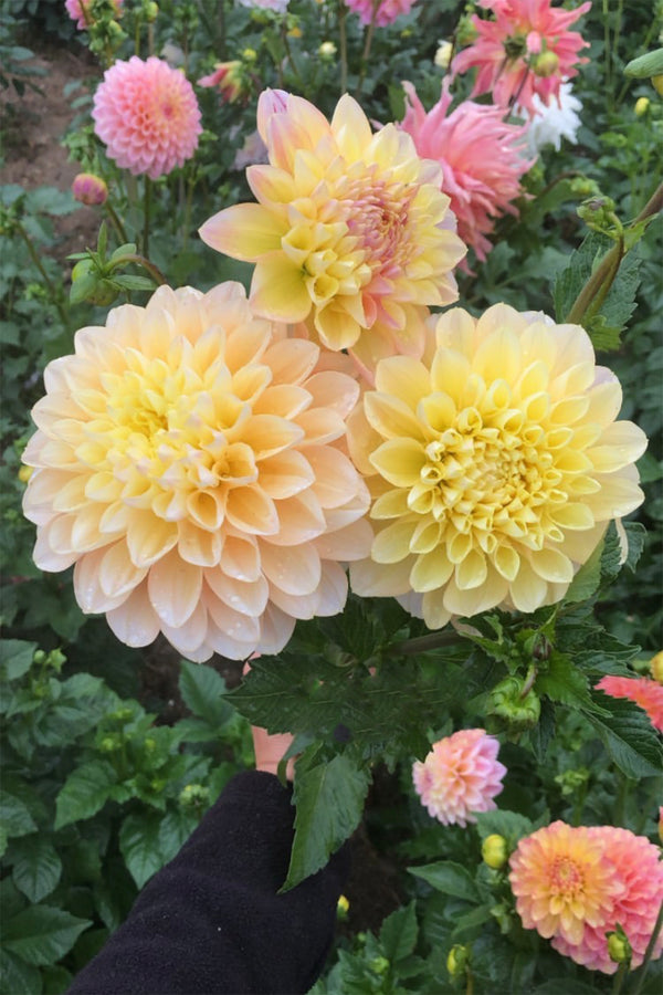 Dahlia Honey Dew | Whistling Prairie Flowers Canada Dahlia Tubers