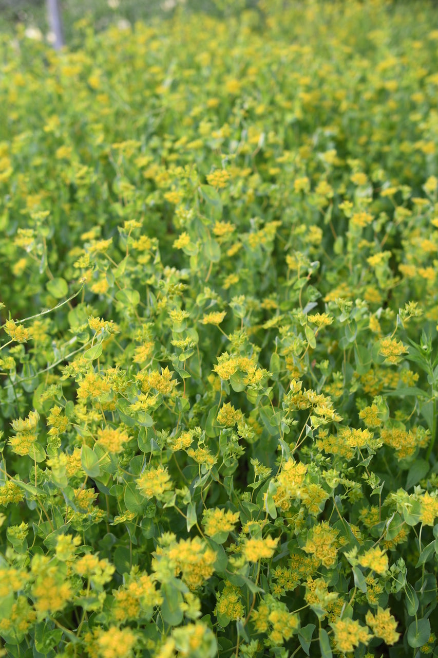 Bupleurum Griffithi - Whistling Prairie Flowers