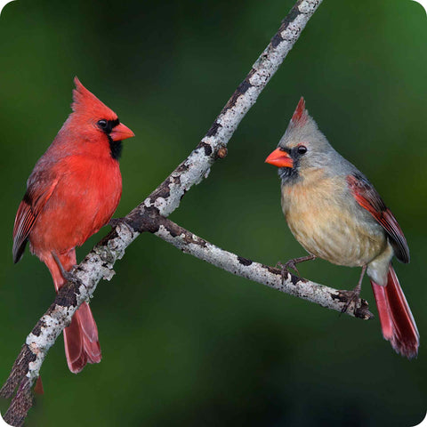 Red Cardinal Passerine 02