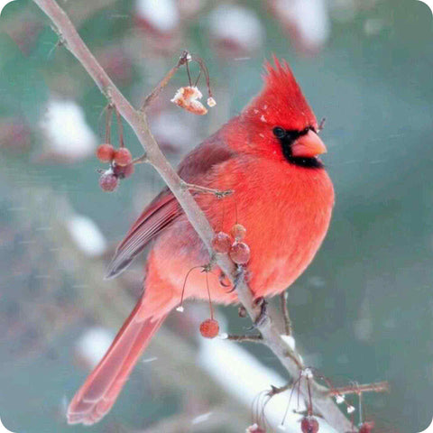 Red Cardinal Passerine 01
