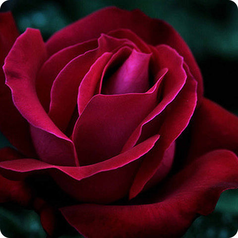 rosy rose flower