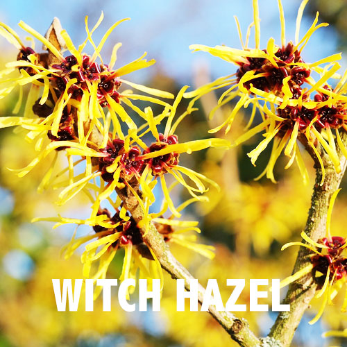 0.witch-hazel