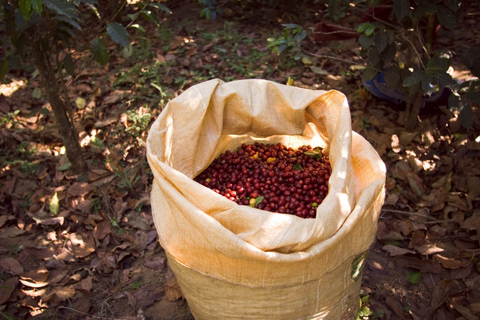 Indian Coffee Beans