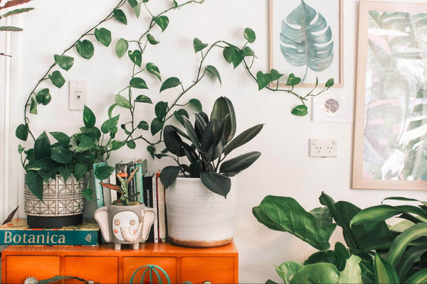 plants used to decorate entryway