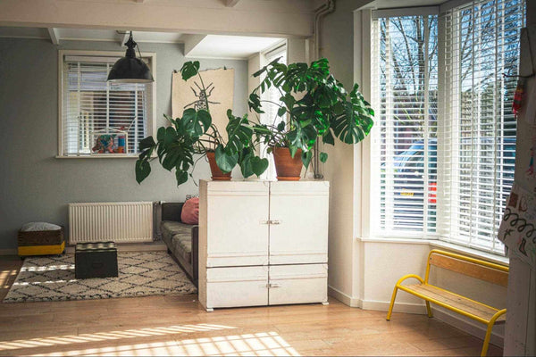 cozy, well-lit room with various plants, furniture, and a window allowing natural light to flood in