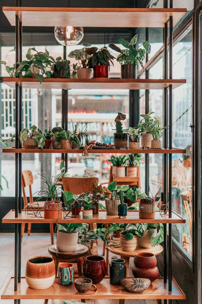 open back shelf filled with plants