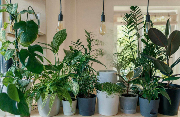 plants to utilize vertical space