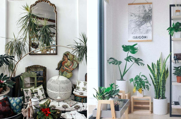 two different yet similarly lush and green indoor spaces filled with various plants, decorative items, and furniture