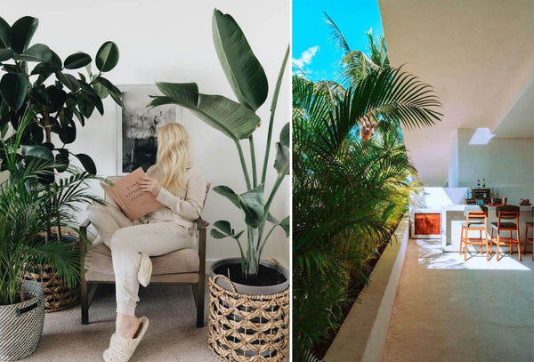 Plants acting as room dividers to create some privacy