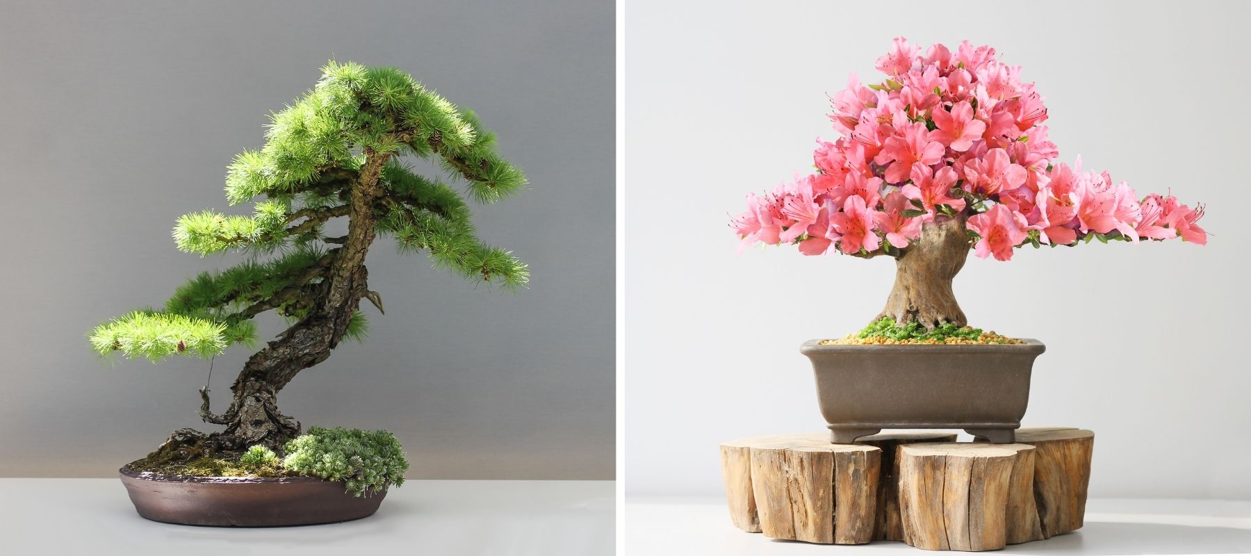 bonsai geburtsgeschenk