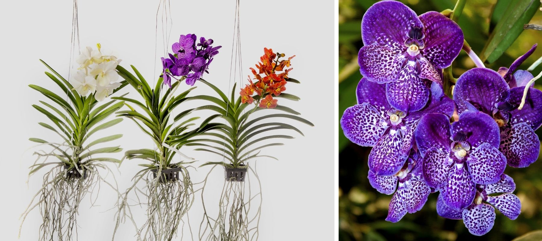 Découvrez les principales variétés d'Orchidées ! [Photos]