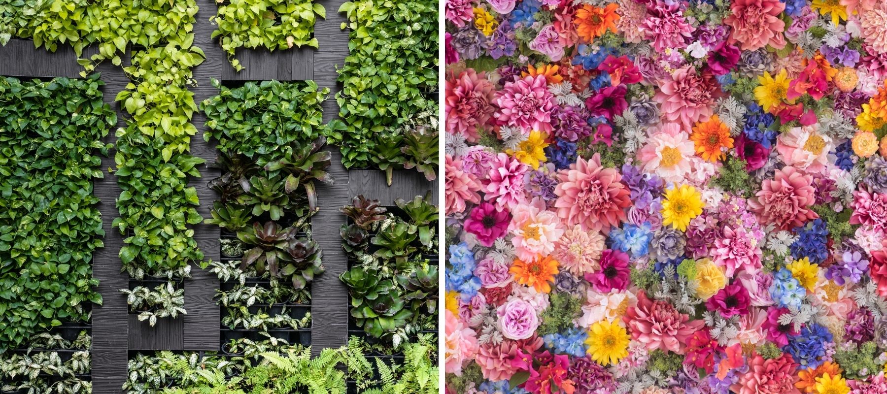 mur de fleurs mur végétal