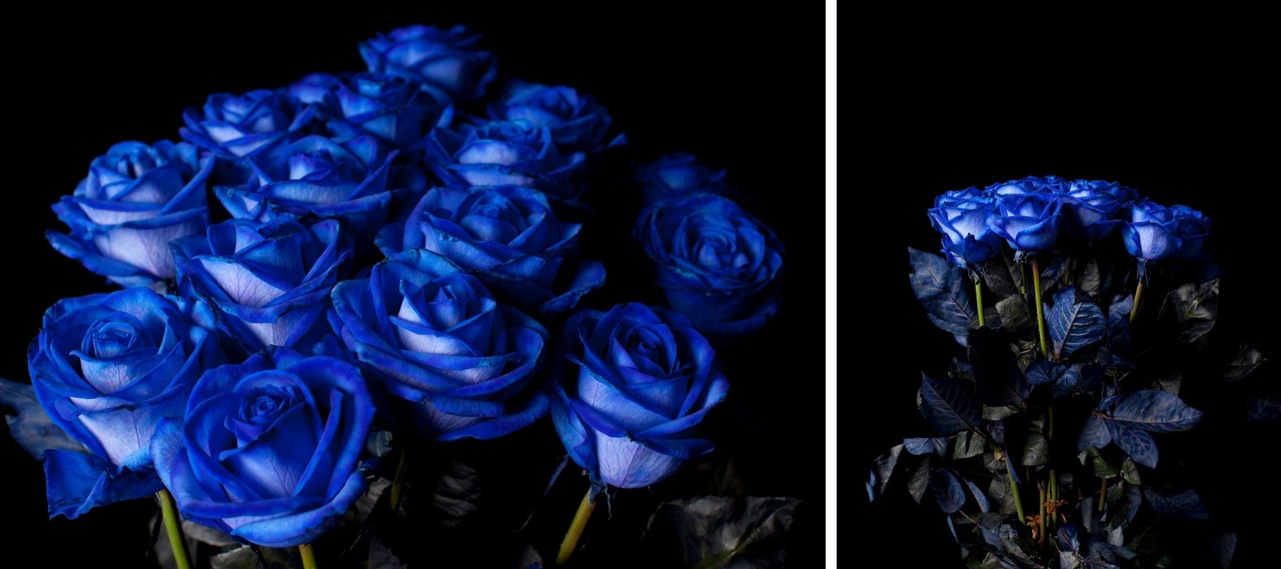 rose bleue fond noir