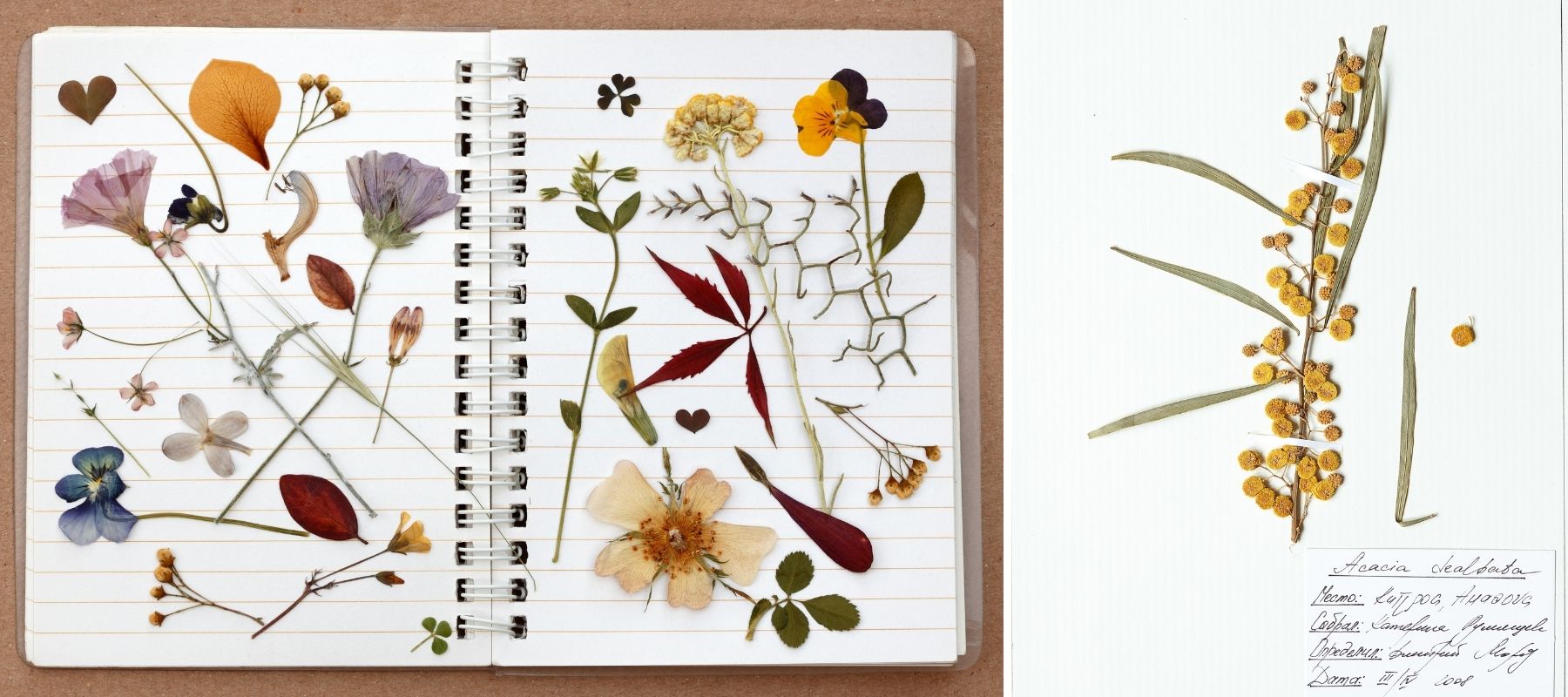 herbier fleurs séchées