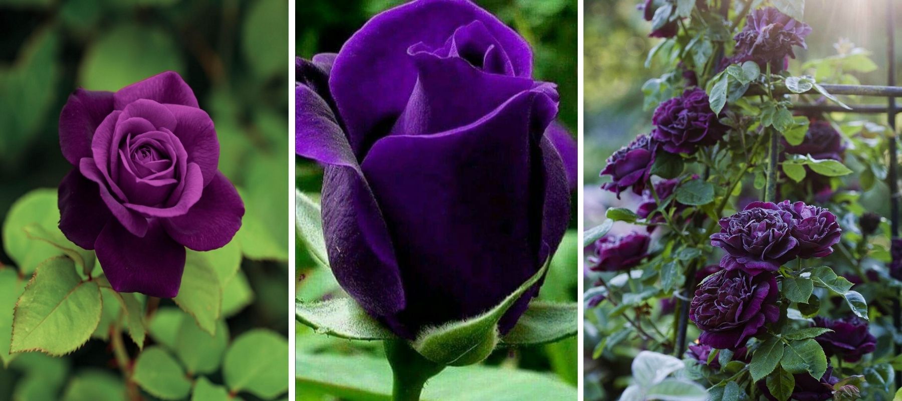 rose violet foncé