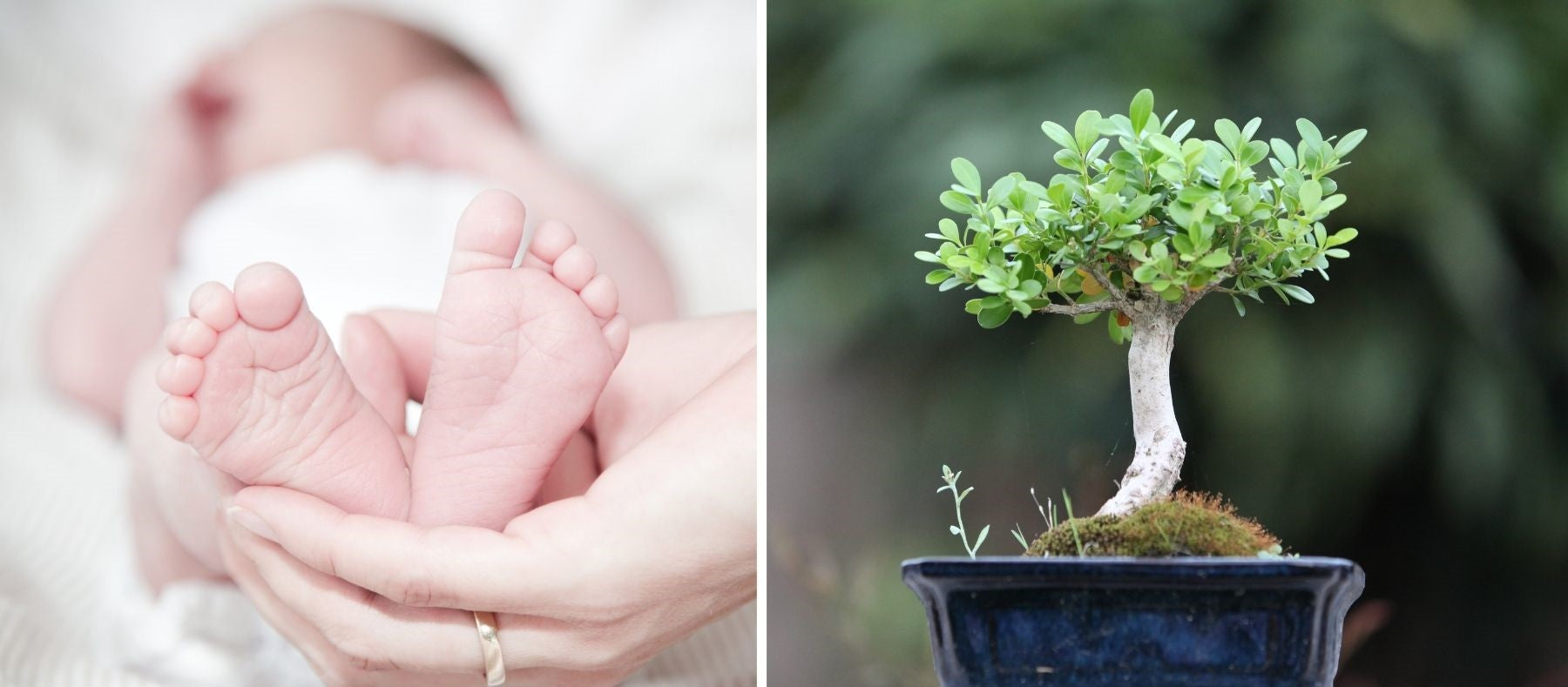 bébé arbre bonsaï