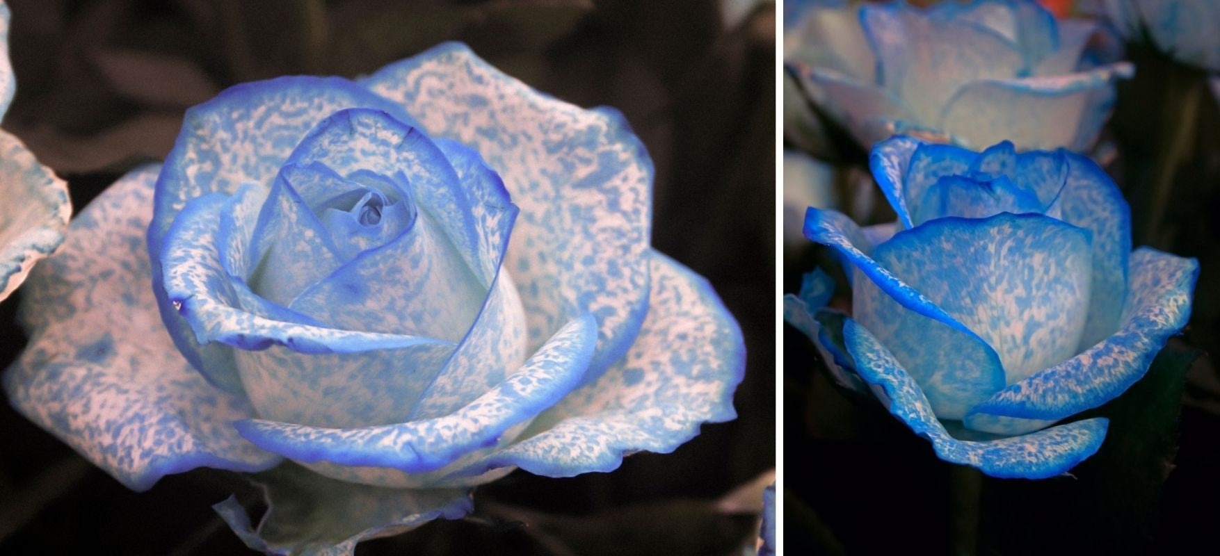 rose bleue diy